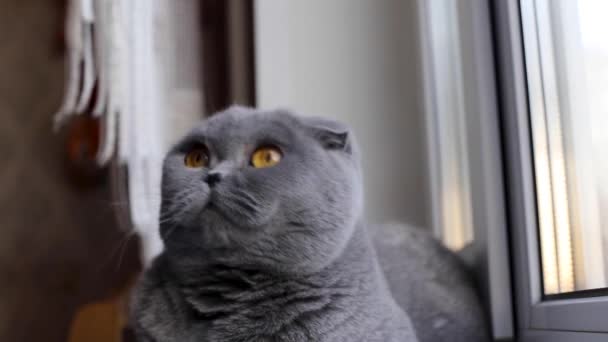 Gyönyörű macska ül az ablakpárkányon, és élvezi a szeretetét a hostess, — Stock videók