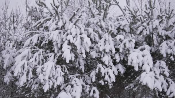 Lento rodaje de árboles de Navidad cubiertos de nieve en el bosque de invierno — Vídeos de Stock