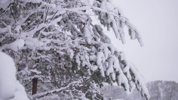 Karda güzel kış ağaçları, yerden göğe doğru yavaşlıyor. — Stok video