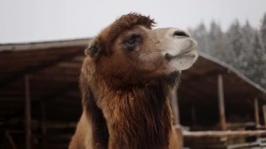 Rusya 'da kışın develerin burnuna yakın çekim.