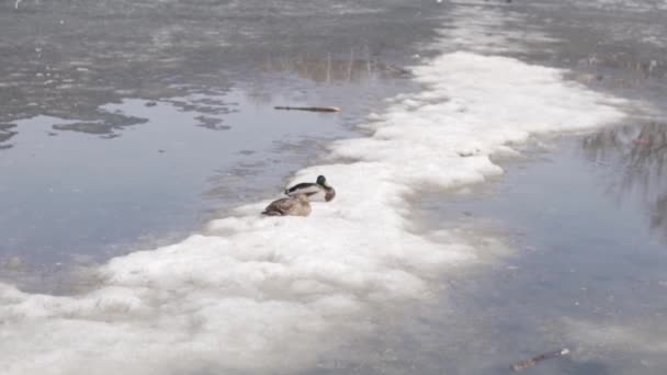 Canards assis dans la neige dans une flaque d'eau au début du printemps, Russie, Avril — Video