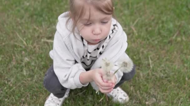 Gros plan d'une petite fille avec un bouquet de pissenlits blancs — Video