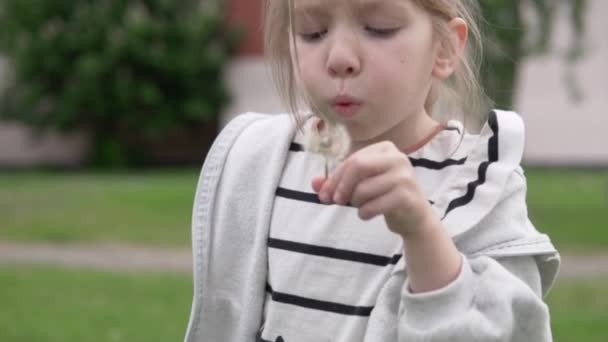 Мила маленька дівчинка дме насіння з білої кульбаби влітку — стокове відео