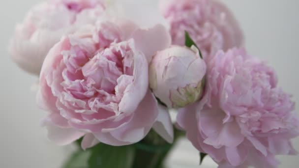 A close-up bouquet of pink peonies — Vídeos de Stock