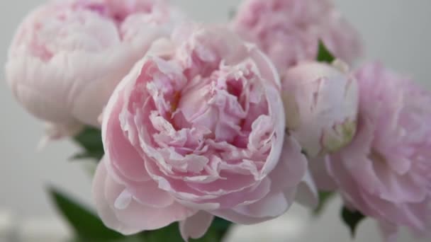 Um close-up de uma peônia rosa sob uma brisa leve — Vídeo de Stock