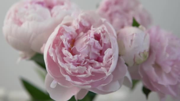 Close-up de um buquê de belas peônias suavemente rosa — Vídeo de Stock