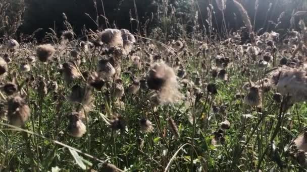 Suche kwiaty i trawa w polu w lecie — Wideo stockowe
