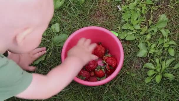 Маленький мальчик сидит на траве и ест свежую клубнику из ведра — стоковое видео