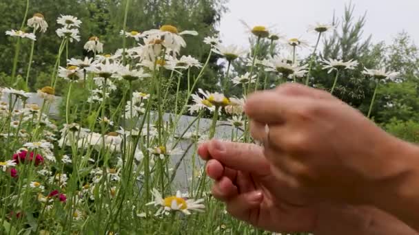 在她的手和花的特写下，一个女人正在田里猜雏菊 — 图库视频影像