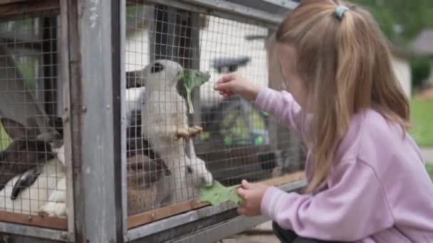 Una linda niña alimenta a los conejos de hierbas en una jaula en el zoológico — Vídeos de Stock