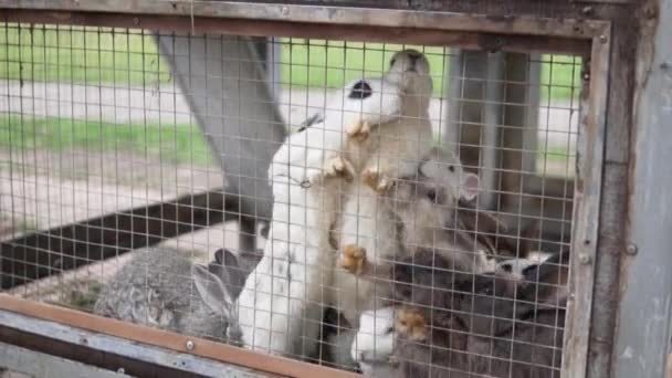 Många hungriga kaniner i burar väntar på mat från besökare till djurparken — Stockvideo