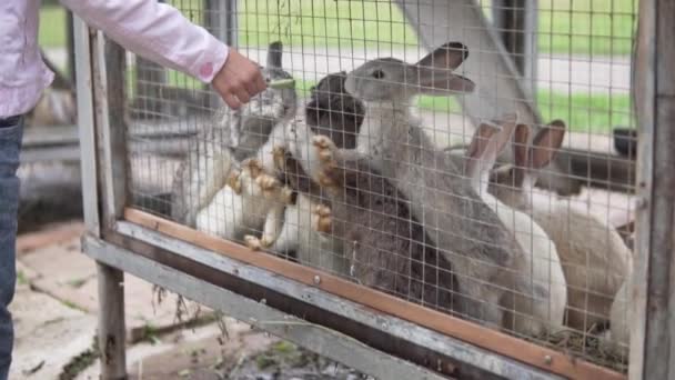 Un bambino nutre erba a conigli affamati in una gabbia in uno zoo di contatto in una fattoria — Video Stock