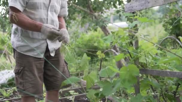 Un hombre se ocupa de las uvas jóvenes, brotes envueltos en el verano — Vídeo de stock