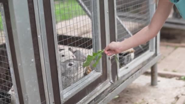 Primo piano, la mano dei bambini dà erba ai conigli nella gabbia — Video Stock