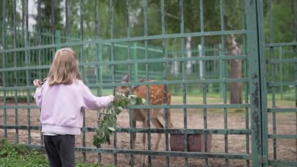 A little girl feeds a deer through a cage in a contact zoo in the summer — Stock Video