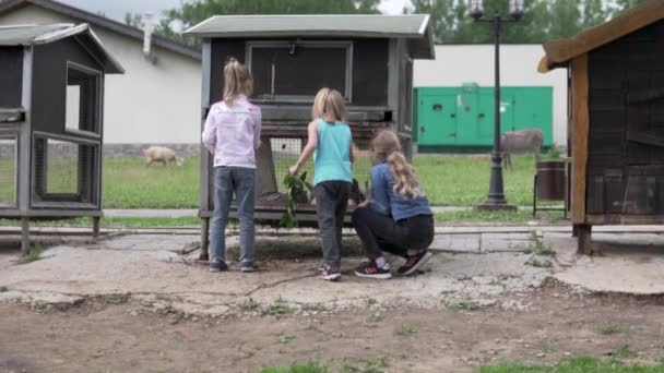 Les enfants nourrissent les lapins avec de l'herbe au zoo en été — Video