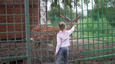 Bir kız yazın hayvanat bahçesinde bir geyiği yapraklarla besler.