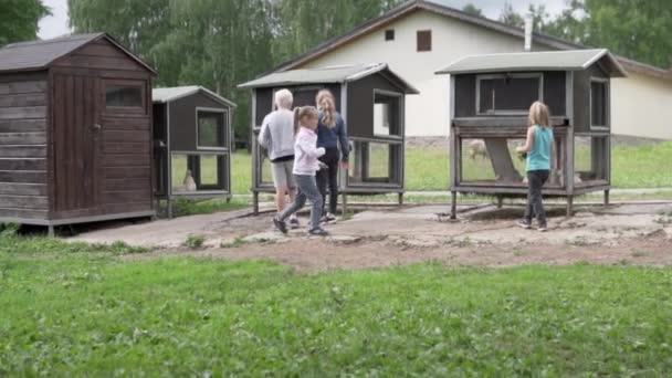 Los niños alimentan a los conejos en una jaula en el zoológico de contacto en el verano — Vídeo de stock