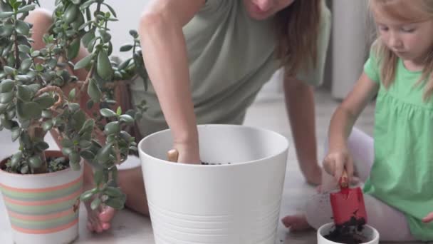 Mamma och hennes dotter transplanterar pengaträdet till en stor kruka i huset. — Stockvideo