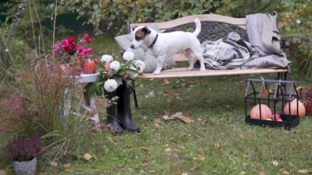 Piękny szczeniak Jack Russell Terrier siedzi na ławce w jesiennym parku obok przytulnego koca — Wideo stockowe