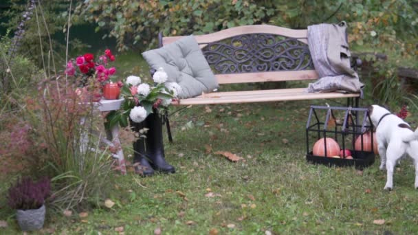 Un jack russell terrier huele calabazas en la decoración de un jardín de otoño — Vídeos de Stock