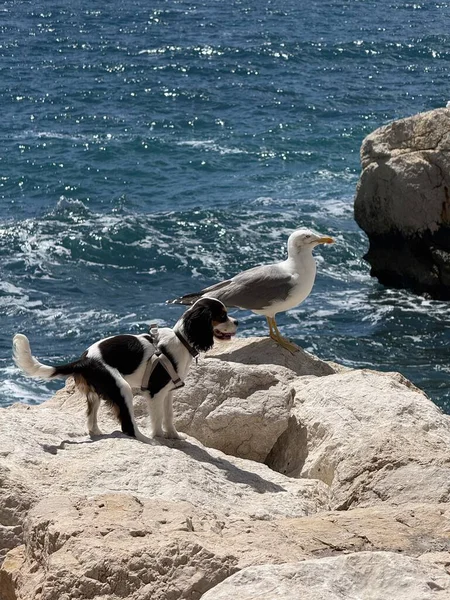 Küçük siyah-beyaz köpek, güneşli kayalık sahil şeridinde martıyla karşılaşır.