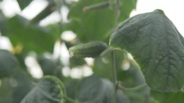 Yakın çekim, yavaş çekim, salatalık kökü bir serada çalılıkta sallanıyor. İspanya, Elche