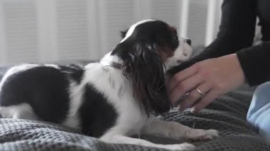 Cavalier King Charles Spaniel köpeğine nazikçe sarılıp sarılan bir kadının yakın çekimi. Sıcak ve samimi bir an, evcil hayvan ve sahibi arasındaki sevgi, güven ve duygusal bağı gösteriyor.