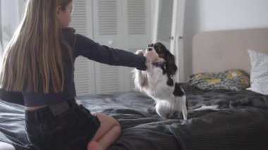 Uzun saçlı bir kız evde Cavalier soyundan bir köpekle oynuyor. Krallar Kralı Charles Spaniel.,