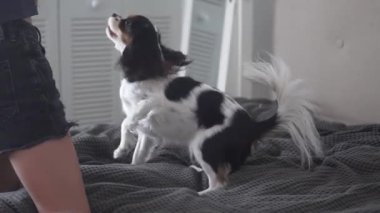 Evde köpek yavrusuyla oynayan kız, yaramaz köpek.