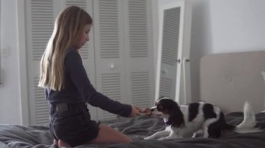 Genç bir kız evdeki bir yatakta Şövalye Kral Charles Spaniel ile çekiştirip duruyor. Çocukluğu, arkadaşlığı ve bir evcil hayvanla neşeli etkileşimi gösteren rahat bir ev hayatı sahnesi.