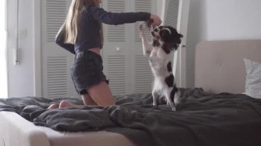 Mutlu çocuk, evinde rahat bir yatakta Şövalye Kral Charles Spaniel ile çekiştirip duruyor. Neşeli bir çocukluk, evcil hayvan arkadaşlığı, aile bağları ve şakacı bir ortam.