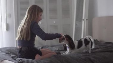 Genç bir kız, Cavalier King Charles Spaniel ile evdeki bir yatakta oynuyor. Onlar bir oyuncakla oyun oynarken çocuk köpeğe bakarak oturur. Kapalı mekan sahnesi sıcak bir arkadaşlık anı gösteriyor.