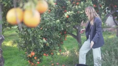 Bahçedeki bir ağaçtan portakal toplayan güzel bir kadın turist, güneşli İspanya 'dan video.,