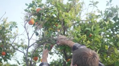 Kafkasyalı adam portakalları ağaçtan topluyor, yapraklı arka bahçeler ve olgun turunçgillerle donatıyor.