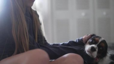 Genç bir kadın sakin ve rahat bir atmosferde küçük köpeğini nazikçe okşuyor. Bir evcil hayvan sahibiyle süvari kralı arasındaki duygusal bağı, ilgiyi ve sevgiyi gösteren samimi bir yaşam tarzı.