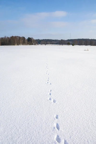 Rabbit footprints on the snow, Esponlahti Nature Preserve (Fiskarsinmaki), Espoo, Finland