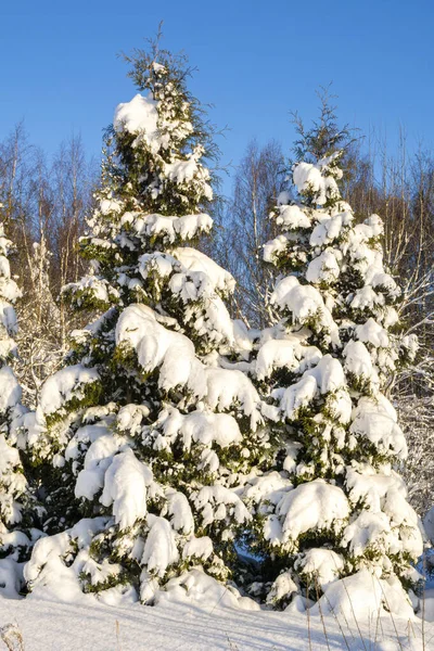 Snow covered young thuja in the yard, Karjaa, Raseborg, Finland