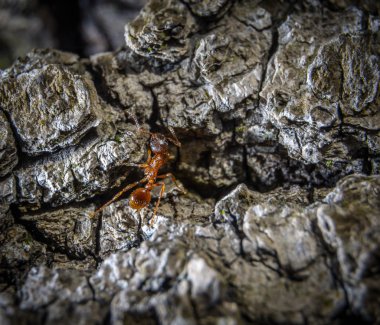 küçük kahverengi karınca