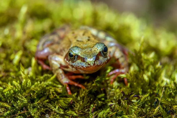 작은 갈색 개구리 — 스톡 사진