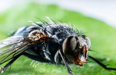 Bluebottle sinek makro