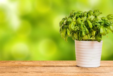 organik taze fesleğen