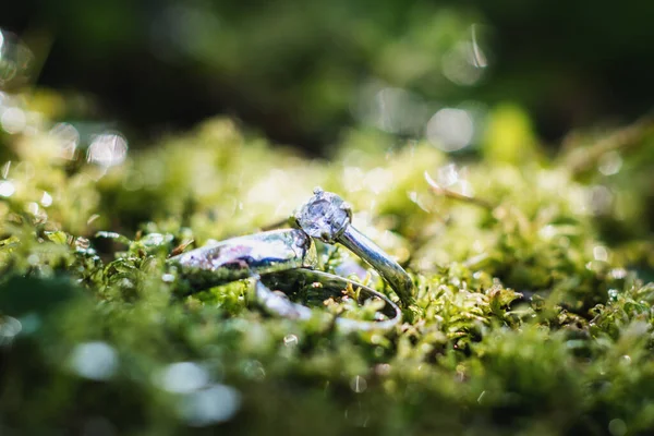 Gyönyörű Ékszer Jegygyűrűk Closeup Makro Fotózás — Stock Fotó