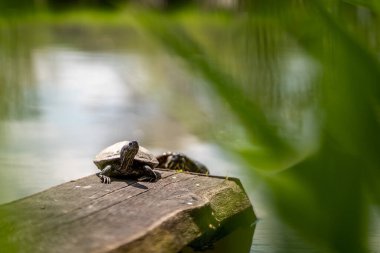 Çin çizgili kaplumbağa su kenarında tahta üzerinde