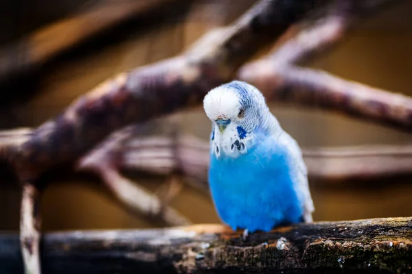 Uccello Blu Budgerigar Seduto Ramo Legno — Foto Stock