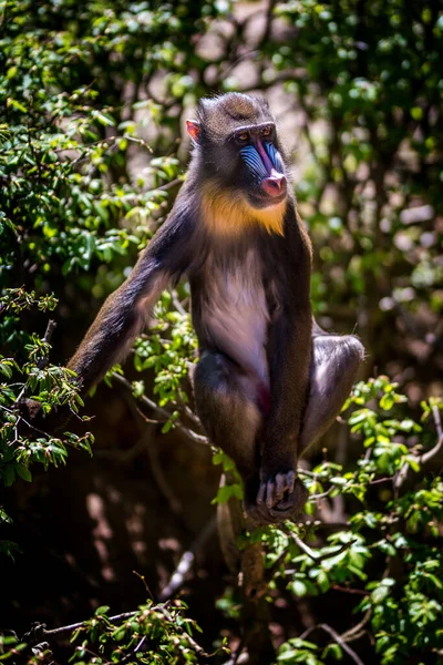 Jeune Singe Primate Mandrill Mandrillus Sphinx Sur Arbre Animaux Sauvages — Photo