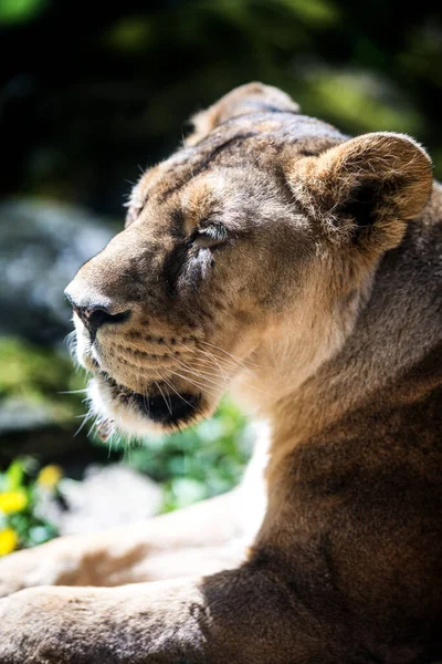 Самка Азиатского Льва Panthera Leo Persica Расслабляет Животные — стоковое фото
