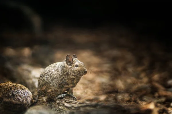 Pequeño Mamífero Degu Octodon Degus Sobre Madera — Foto de Stock