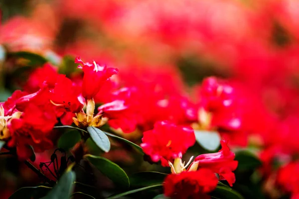 Flor Verão Flor Dia Ensolarado — Fotografia de Stock