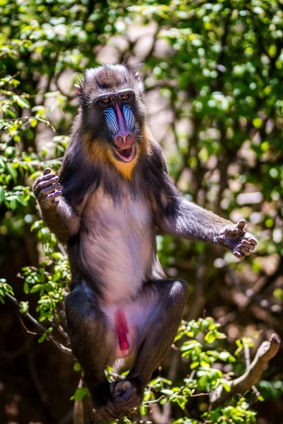 Jeune Singe Primate Mandrill Mandrillus Sphinx Sur Arbre Animaux Sauvages — Photo